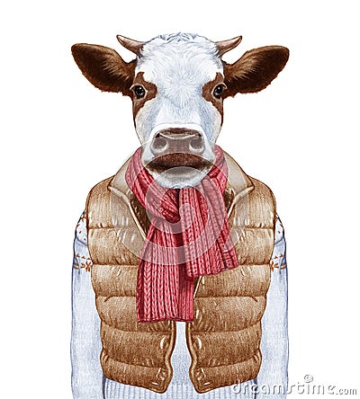 Animals as a human. Portrait of Cow in down vest and sweater. Cartoon Illustration