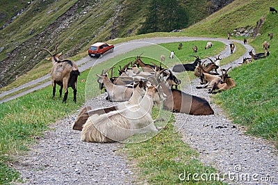 Animals Blocking Mountain Road Stock Photo