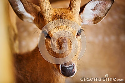 Animals. Closeup Of Sika Deer Looking In Camera. Travel Asia Stock Photo