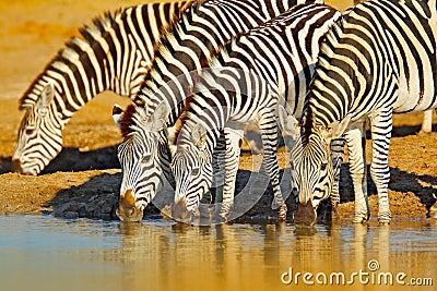 Animals drinking water. Plains zebra, Equus quagga, in the grassy nature habitat, evening light, Hwange National Park Zimbabwe. W Stock Photo