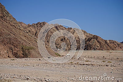 Camel and dog on the background of mountains in the vicinity of Malakot Mountain oasis. Dahab, South Sinai Governorate, Egypt Stock Photo