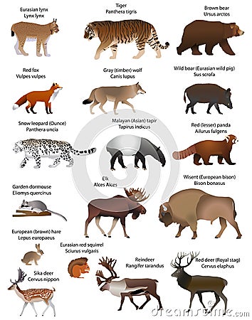 Animals of Eurasia. Vector Illustration