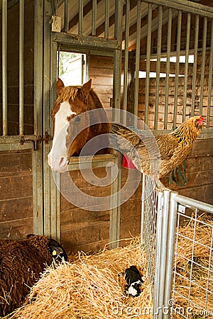 Animals at the farm Stock Photo