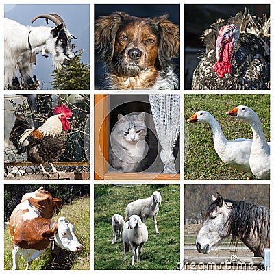 Animals farm collage Stock Photo