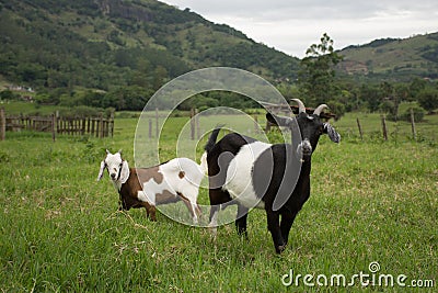 Animals on the farm with green pasture Stock Photo