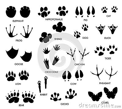Animals feet tracks set with name. Black paw walking feet silhouette or footprints. Trace step imprints isolated on Vector Illustration