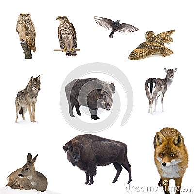 Animals forest Stock Photo