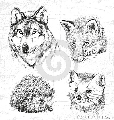 Animals of the forest: the wolf, marten, hedgehog, fox. Vector Illustration