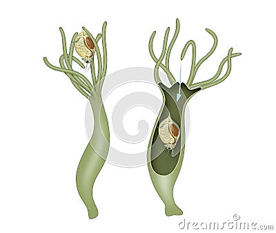 Nutrition and Digestion in Hydra vulgaris Stock Photo