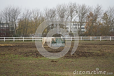 The horse stands at the feeder with hay covered with a net so that the animal does not overeat. Stadtrandhof, Schoenefeld, Germany Stock Photo
