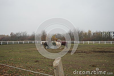 The horses gathered at the feeder with hay covered with a net so that the animals would not overeat. Stadtrandhof, Schoenefeld Stock Photo