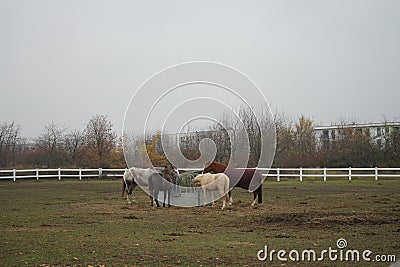 The horses gathered at the feeder with hay covered with a net so that the animals would not overeat. Stadtrandhof, Schoenefeld Stock Photo