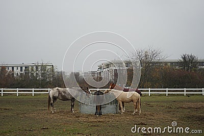 The horses gathered at the feeder with hay covered with a net so that the animals would not overeat. Stadtrandhof, Schoenefeld Stock Photo
