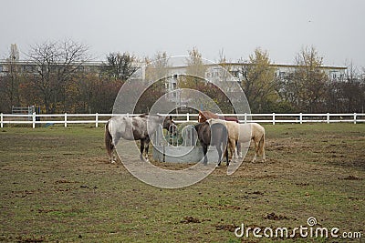 The horses gathered at the feeder with hay covered with a net so that the animals would not overeat. Stadtrandhof, Schoenefeld Stock Photo