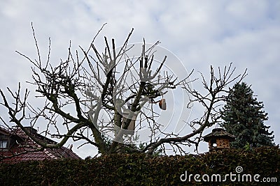 Birdhouse and feeders in the recreation area in winter. Berlin, Germany Stock Photo