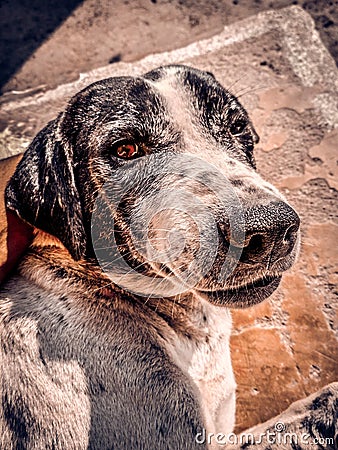 Animals are good friend of human Stock Photo