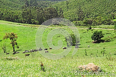 Animals on a green field Stock Photo