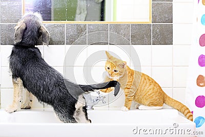 Animals at home dog and cat playing together in bathroom Stock Photo