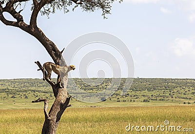 Animals in Maasai Mara, Kenya Stock Photo