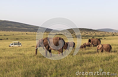 Animals in Maasai Mara, Kenya Stock Photo