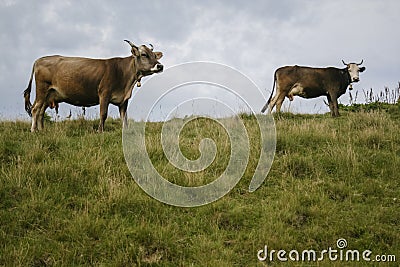 Animals on the mountain meadow, cows graze in the Carpathian meadows Stock Photo