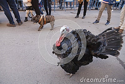 Animals parading through the streets Editorial Stock Photo