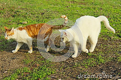 Animals, pets, animals day concept. Stray cats walking outside, green grass background. Stock Photo