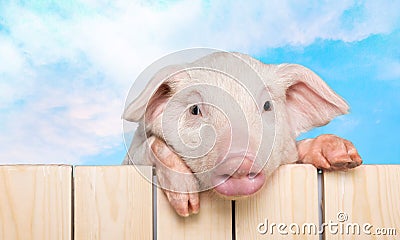 Animals Stock Photo