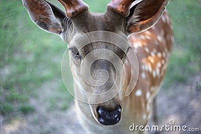 Animals - Portrait sika deer cervus green background Stock Photo