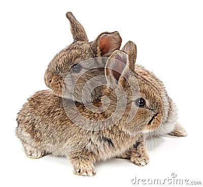 Animals. Rabbit isolated on a white background Stock Photo