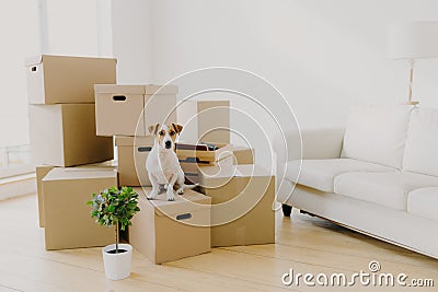 Animals, relocation and moving concept. Small pedigree dog poses on pile of carton boxes with personal hosts belongings, changes Stock Photo