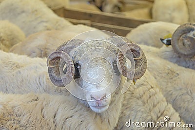 Animals sold for sacrifice - Turkish Kurban Bayrami Stock Photo