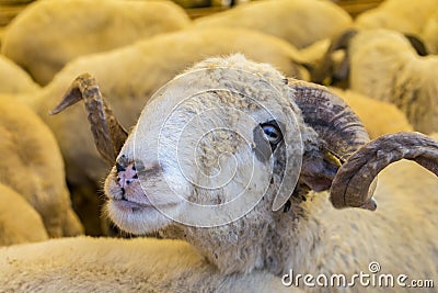 Animals sold for sacrifice - Turkish Kurban Bayrami Stock Photo