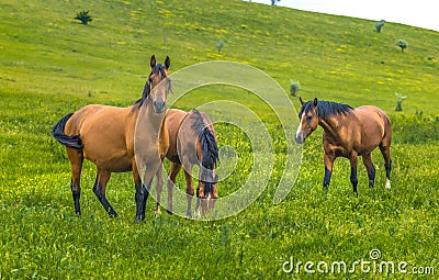 Horses in the steppe. Pets graze in the spring steppe. Stock Photo