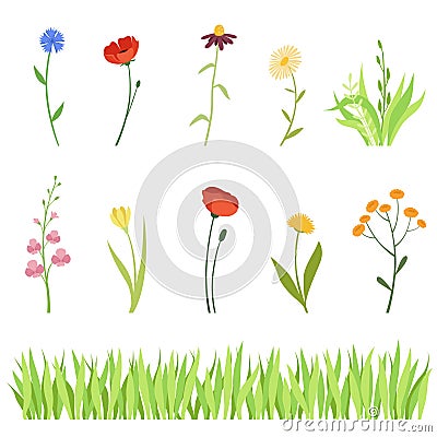 Set of meadow and garden herbs and flowers and a horizontal background of grass Vector Illustration