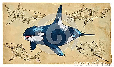 Animals, theme: SEA PREDATORS Vector Illustration