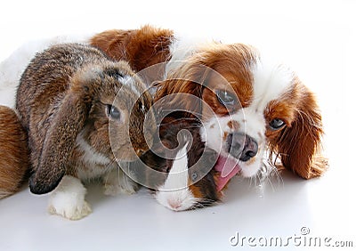 Animals together. Real pet friends. Rabbit dog guinea pig animal friendship. Pets loves each other. Cute lovely cavalier Stock Photo