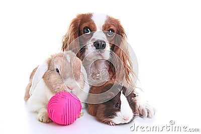 Animals together. Real pet friends. Rabbit dog guinea pig animal friendship. Pets loves each other. Cute lovely cavalier king char Stock Photo