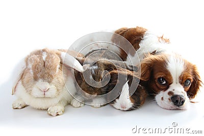 Animals together. Real pet friends. Rabbit dog guinea pig animal friendship. Pets loves each other. Cute lovely cavalier king char Stock Photo