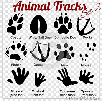 Animals Tracks - vector set Vector Illustration