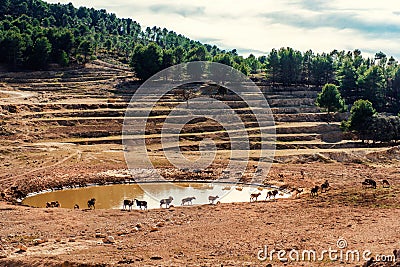 Animals walking around a waterhole Stock Photo