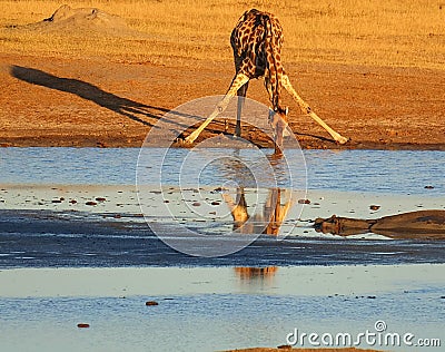 Animals at the waterhole Stock Photo