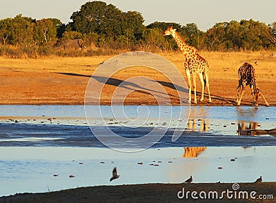 Animals at the waterhole Stock Photo