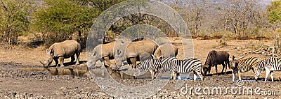 Animals at a waterhole in South Africa Stock Photo