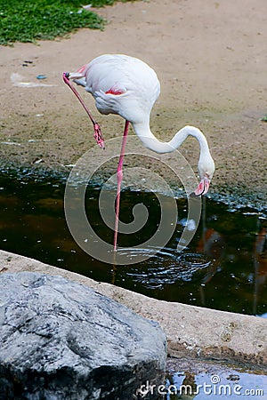 Animals in the zoo Stock Photo