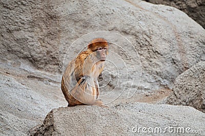 Animals at the zoo. Monkey standing lonely on a rock at the zoo from Budapest Editorial Stock Photo