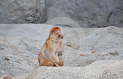 Animals at the zoo. Monkey standing lonely on a rock at the zoo from Budapest Editorial Stock Photo