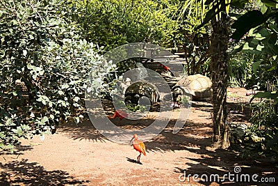 The animals of the zoo, the scarlet ibis. Medium in size, it reaches a wingspan of about 90 cm. Stock Photo