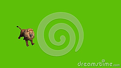 15 Animated Lion Approaching Camera, on a Green Background. Stock Video -  Video of leaping, animation: 144314463