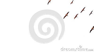 Animation Bird Flying on White Background. Stock Footage - Video of flower,  exotic: 168731484